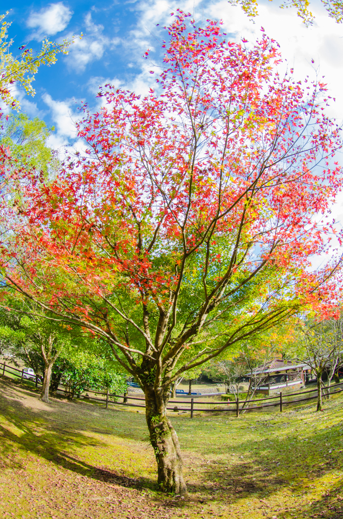 公園の紅葉