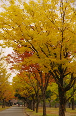 城下の紅葉
