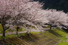 桜満開近し