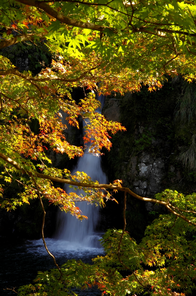 まだ早い紅葉２