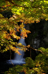 まだ早い紅葉２