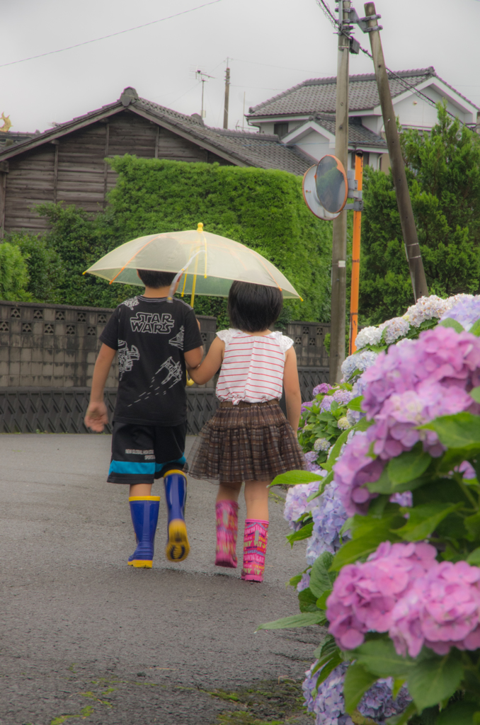 紫陽花の道