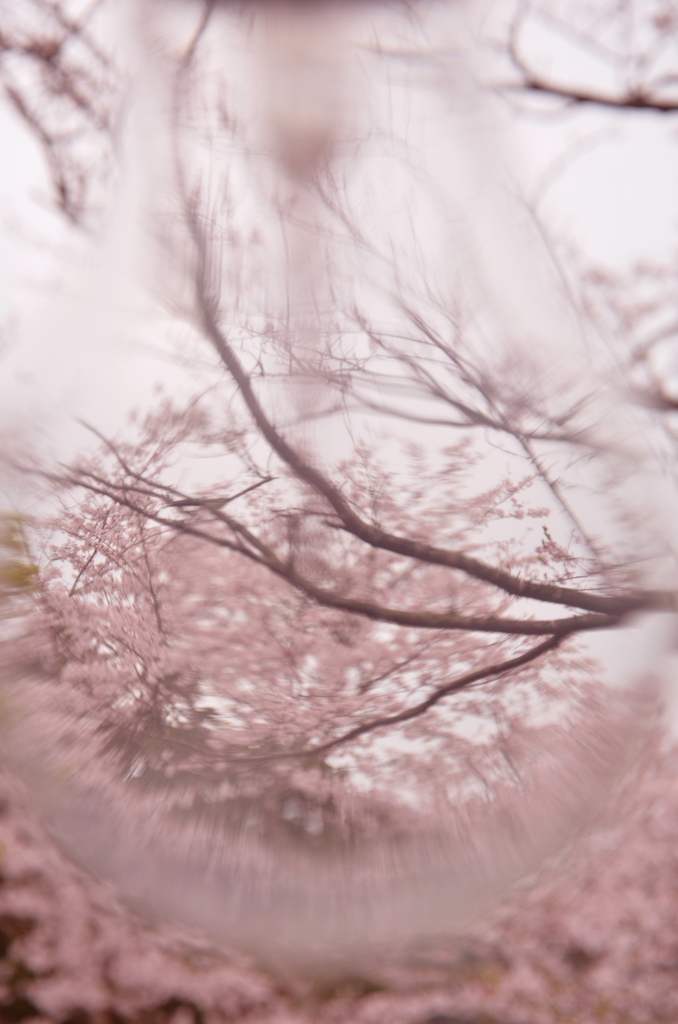 幻桜