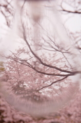 幻桜