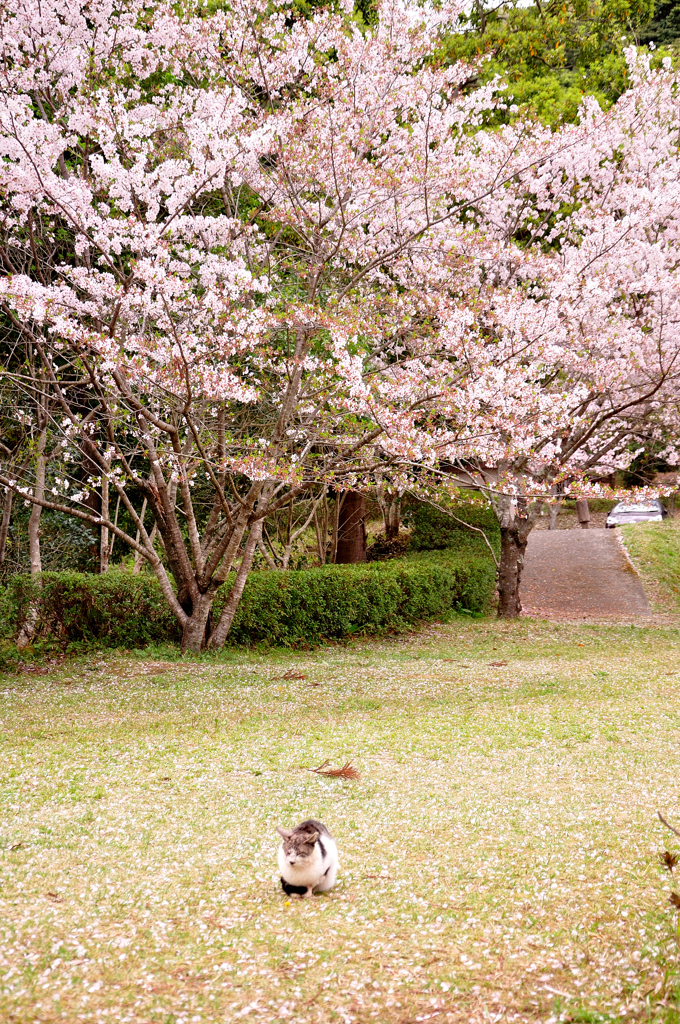 おらも花見