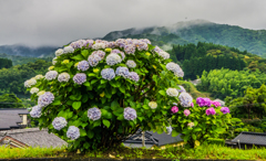 山里に咲く紫陽花