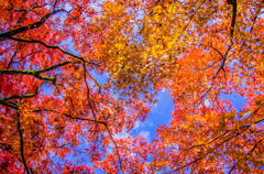 東福寺の紅葉