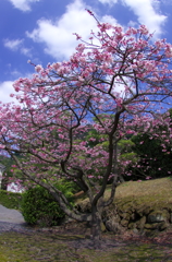 千巌園の寒桜②