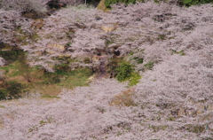 春の絨毯