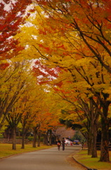 城下の紅葉