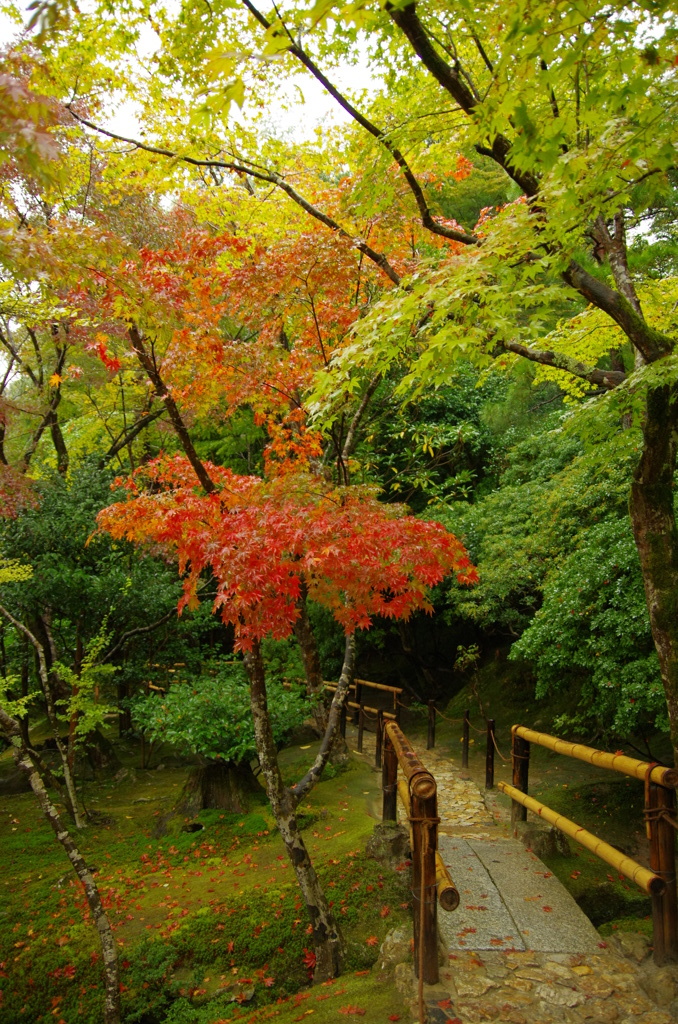 銀閣寺の紅葉