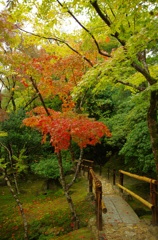 銀閣寺の紅葉
