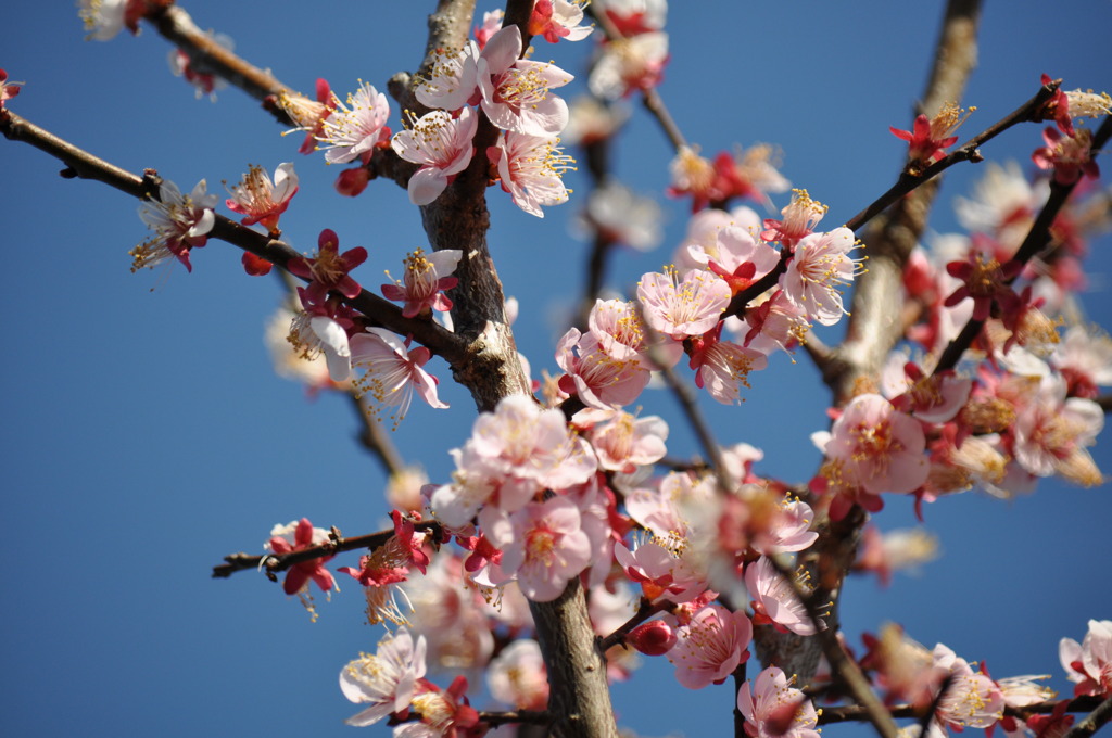 もうすぐ春ですね