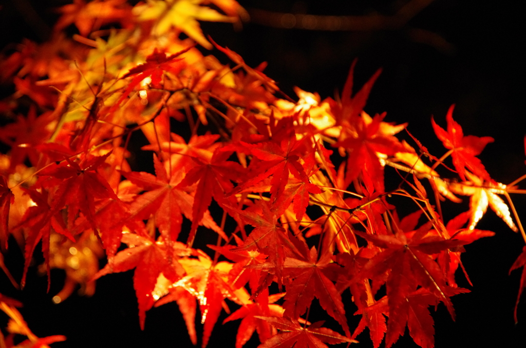 永観堂の紅葉
