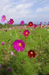 生駒高原のコスモス⑤