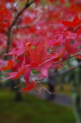 東福寺　紅葉
