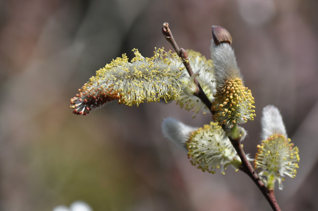 もうすぐ春ですね