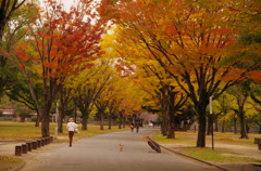 城の紅葉