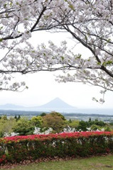 桜と薩摩富士
