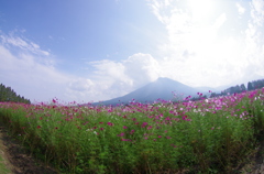 生駒高原のコスモス③