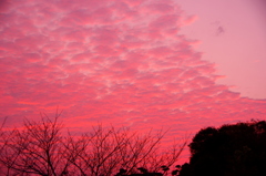 ピンクの空