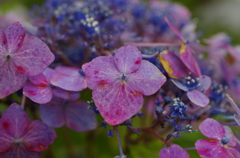 紫陽花