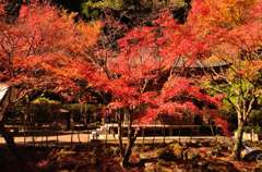 冠獄の紅葉②
