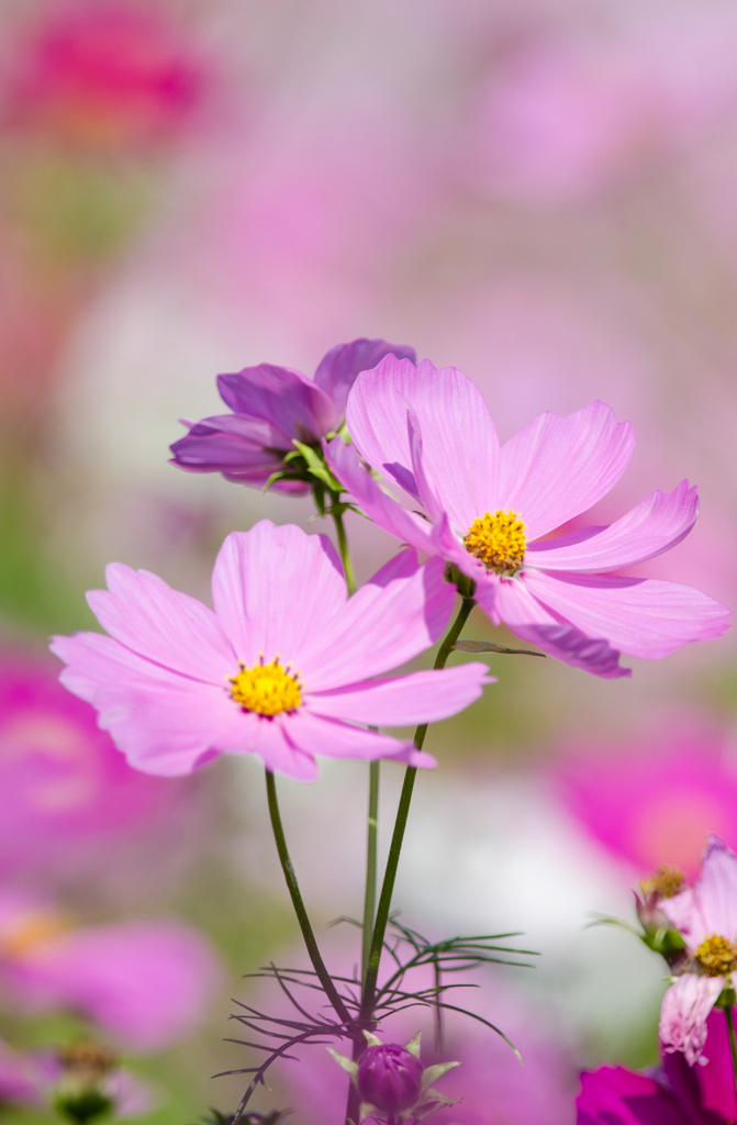 可憐なコスモス