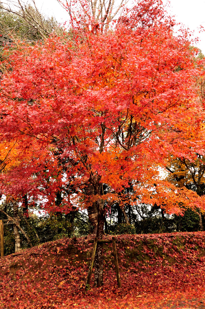 曾木の滝の紅葉