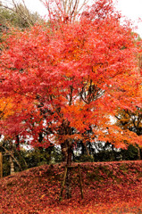 曾木の滝の紅葉