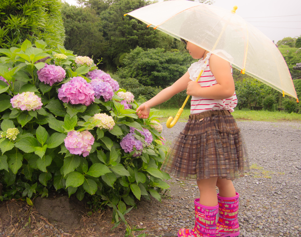 紫陽花の咲くころ