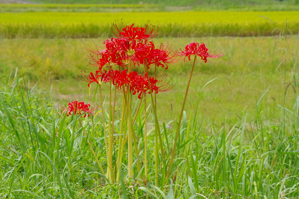 黄金の海に彼岸花