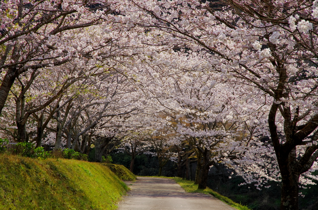 桜の小道
