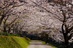 桜の小道