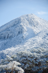 冠雪①