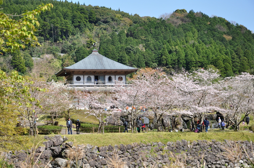 桜の屋形