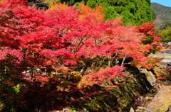 冠獄の紅葉①