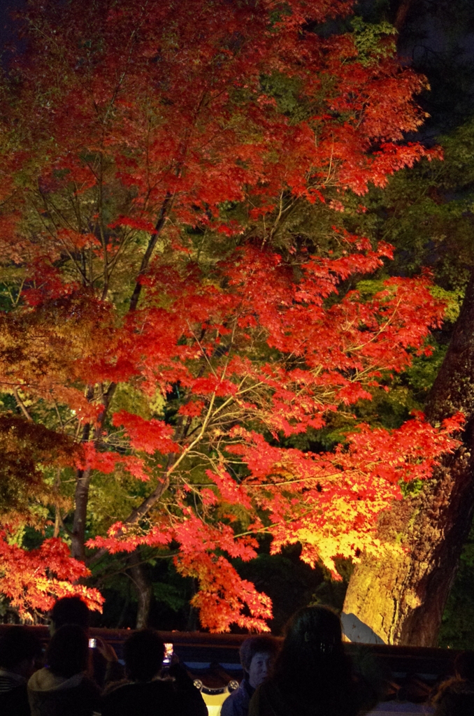 永観堂の紅葉