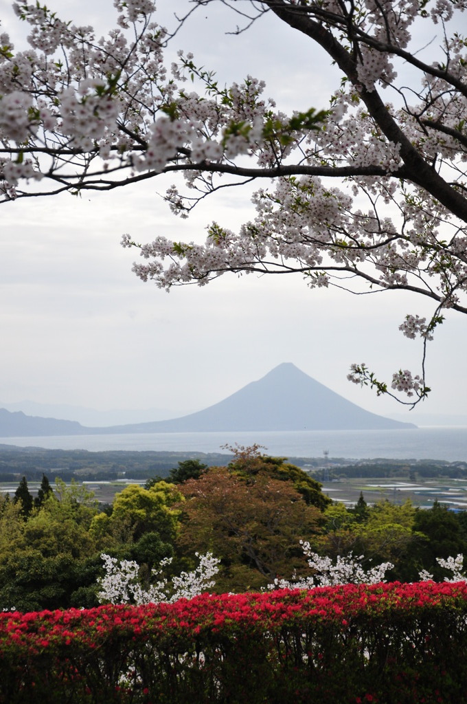 桜と薩摩富士