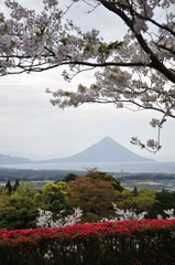 桜と薩摩富士