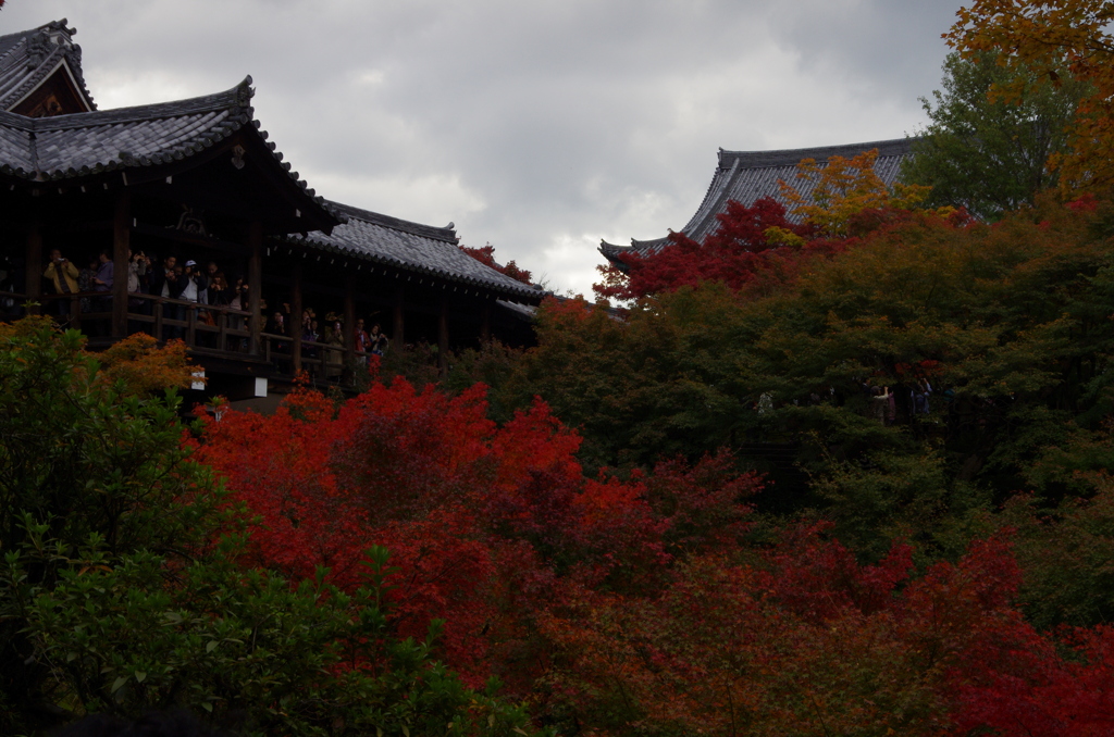 東福寺　紅葉