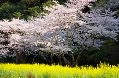 春の競演