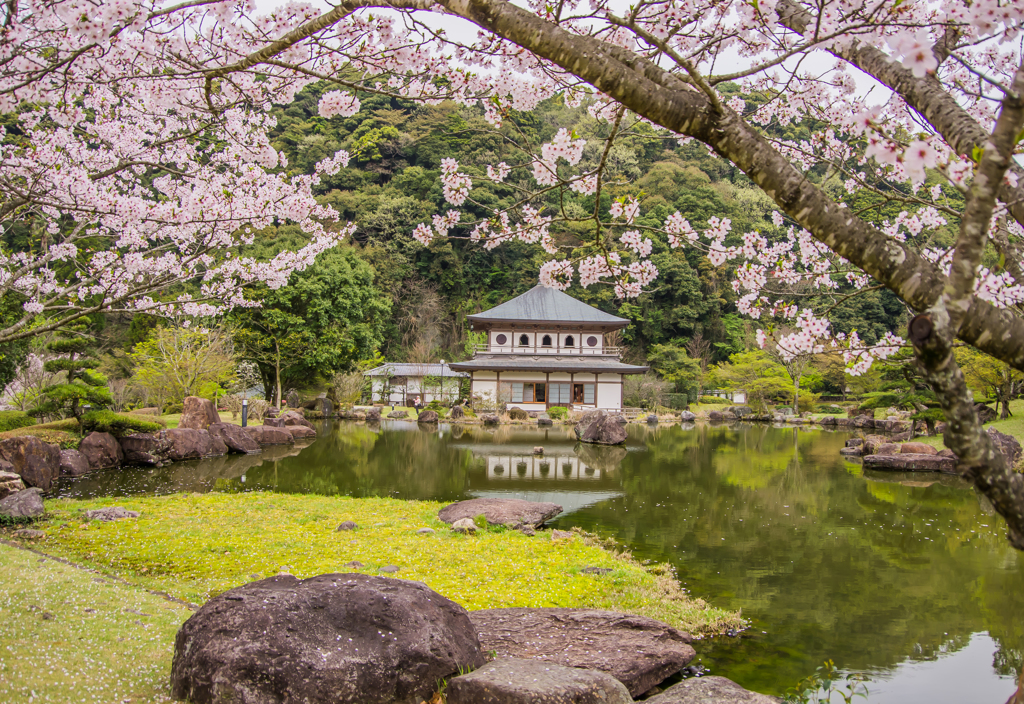 2015の春　桜の屋形