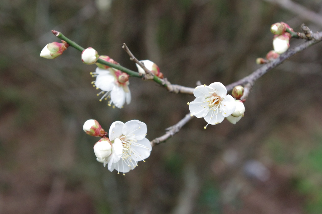 梅は咲いたか