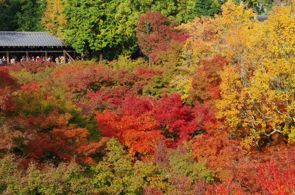 東福寺　紅葉