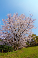 一本桜