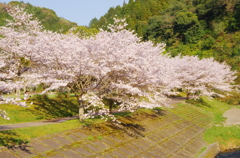 桜満開