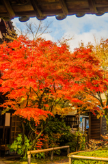 京の紅葉