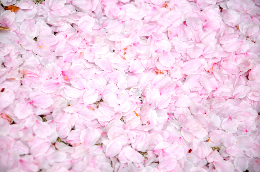 散っても桜