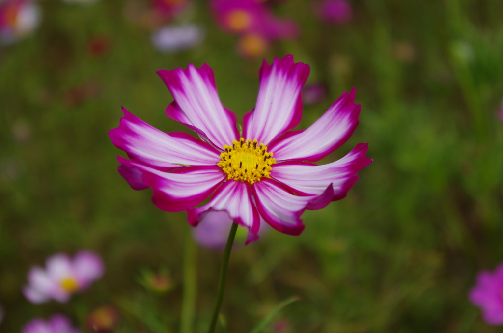 生駒高原のコスモス①